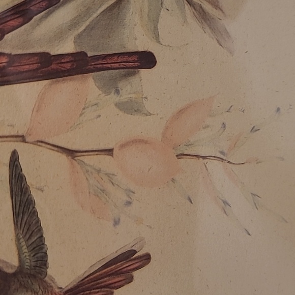 J. Gould and HC Richter Comete Phaon Hummingbirds Lithograph - Picture 9 of 17